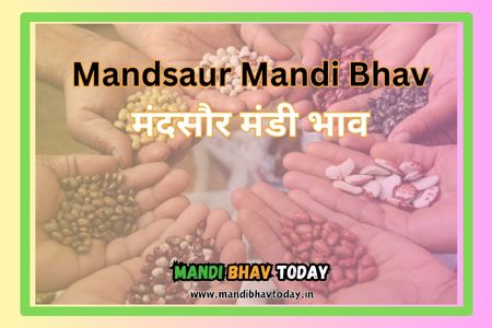 Mandsaur Mandi Bhav