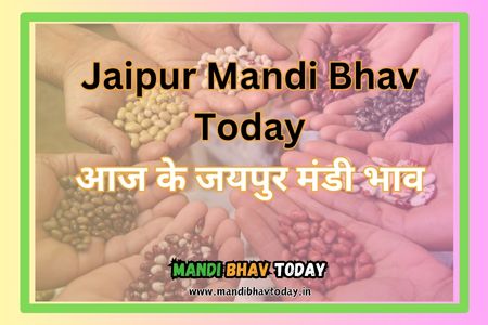 Jaipur-Mandi-Bhav-Today