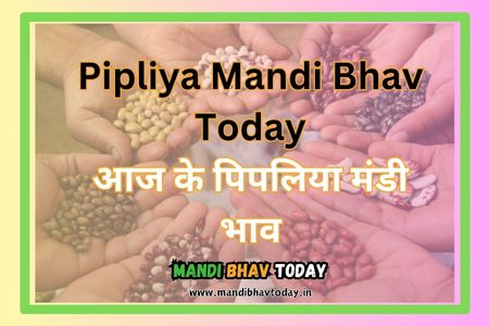 Pipliya-Mandi-Bhav