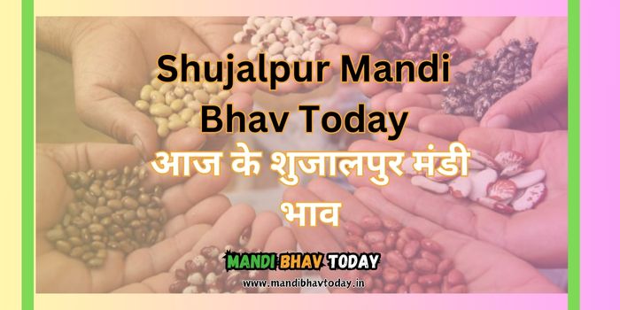 Shujalpur Mandi Bhav Today